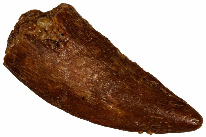 Raptor Tooth - Real Dinosaur Tooth #300905